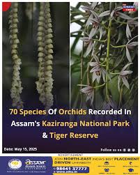 Image result for Hetaeria mannii