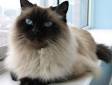 Himalayan Cat Breed Information, Pictures, Characteristics ...