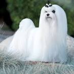 Dogs in Leesburg Virginia - DogsNow