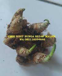 082116094646 Jual Umbi Bibit Bunga Sedap Malam Siap Tanam Bunga