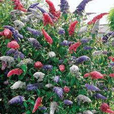 3 In 1 Butterfly Bush Buddleia At Michigan Bulb Butterfly Bush Perennial Plants Flower Seeds