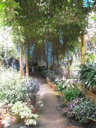 Checking out of equatorial hotel at cameron highlands then a visit to the market and exploring the rose center at kea farms. Jade Vine At Rose Centre Picture Of The Lakehouse Cameron Highlands Ringlet Tripadvisor
