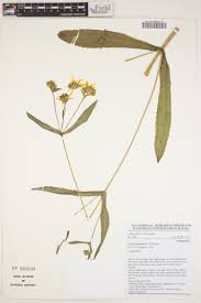 Image result for Gutenbergia rueppellii
