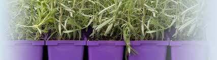 We've created indoor urban gardens that take complete care of your plants. Growing Lavender Purple Haze Lavender Sequim Washington
