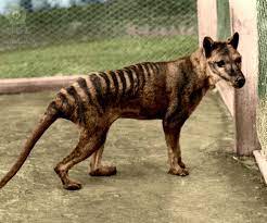 Extint Mammal Tasmanian Tiger Extinct Animals Thylacine