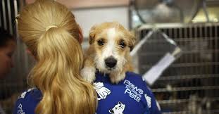 But you can contact us at 704.336.3799 and leave a message if you need further assistance or information. People Are Surrendering Their Pandemic Pets Here S How To Rehome A Dog