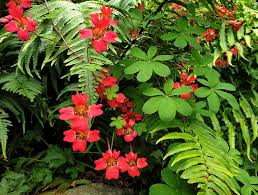 We did not find results for: Chris Howell On Twitter Tropaeolum Speciosum Scrambling Between Ferns Although Often Called Scottish Flame Flower It Is Actually Native To Chile Where It S Known As Coralito Https T Co Abc70ezpxz