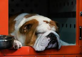 The westminster kennel club dog show looks a lot different this year. Photos 2020 Westminster Kennel Club Dog Show Wtop