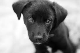 Black Labrador Cross Kelpie Jett Black Labrador Puppies Dogs And Puppies