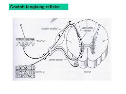 Makalah lengkung refleks / makalah fisiologi refleks muntah rio.docx suatu lengkung refleks (penghantar refleks) membutuhkan neuron sensorik ( aferen)dan neuron motoric (eferen). Bab Ix Sistem Koordinasi Sistem Syaraf Sistem Endokrin Ppt Download