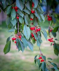 Known worldwide for their stunning spring blooms, cherry trees reward growers with a profusion of delicious fruit. Cherries Cherry Tree Leaves Red Sour Cherries Spring Tree Fruit Tree Fruit Cherry Harvest Blossom Pikist
