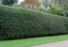 Check spelling or type a new query. Nellie Stevens Holly Tree Privacy Landscaping Leyland Cypress Trees Leyland Cypress