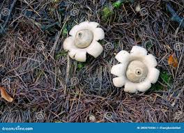 Image result for Geastrum triplex