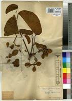 Image result for Sterculia tragacantha