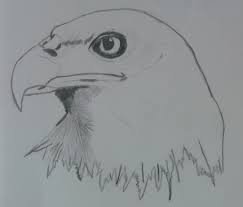 Non c'è che dire, nessuno disegna come me, sono un vero mago della matita! Aquila Disegno A Matita Pampuiafuttallebba