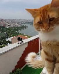 Anne Marie Waalewijn On Twitter Lustige Haustiere Lustige Tiere Tiere