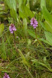 Image result for Brachythrix