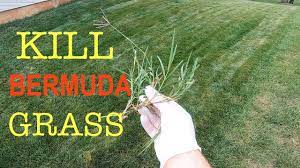 The ligule has a ring of white hairs. How To Kill Bermuda Grass In A Cool Season Lawn Youtube