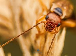 Image result for Pterygota