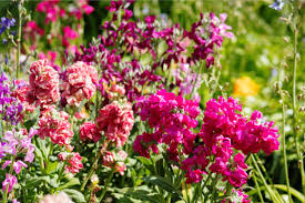 Image result for Matthiola