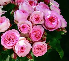 Mini Eden Rose – Climbing Rose R, A Quality Root Ware : Amazon.de: Garden