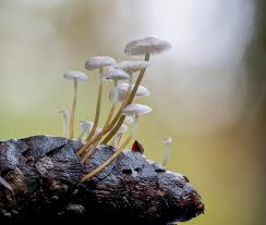 Image result for Strobilurus conigenoides