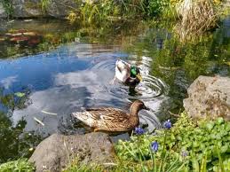 We can use the muck from. Step By Step Guide On How To Build A Duck Pond In Your Homestead