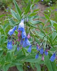 Bluebells Creationwiki The Encyclopedia Of Creation Science
