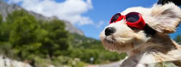 • a vehicle parked in the sun for one hour reached an average cabin temperature of 116 degrees. How Hot Can The Inside Of My Car Get During The Summer