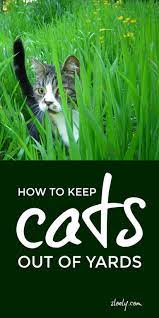 Cat Repellent Plants Herbs Plants That Repel Cats Cat Repellant Cat Plants