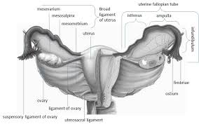 You will also receive the full chapter entitled female diseases (p. Anatomy Details Of Female Internal Genitalia Download Scientific Diagram