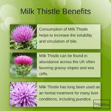 Milk Thistle 6 Amazing Health Benefits Drjockers Com Milk Thistle Benefits Liver Detox Natural Liver Detox