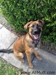 Bullmastiff german shepherd mix dog is one of the most amazing dog breeds. German Shepherd Mastiff Mix Puppy