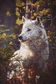 Pin By Azile On Wolves Wolf Spirit Animal Animals Wolf Photography