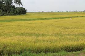 Hingga selasa pagi, api yang juga membakar spot foto skywalk cantigi, masih berkobar dan terus meluas. Kebanyakkan Kawasan Sawah Bumi Pasir Salak Berdarah Facebook