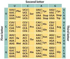 what are codons and where are they located quora