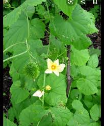Image result for Momordica foetida