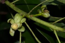 Image result for Uapaca nitida