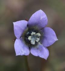 Image result for Wahlenbergia subaphylla