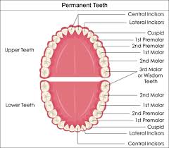 Specific Tooth Number Chart Usa Pediatric Tooth Chart