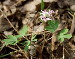 Image result for Corydalis mildbraedii