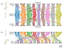Image result for Digitaria pseudodiagonalis