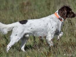 Image result for Malý münsterlandský ohař