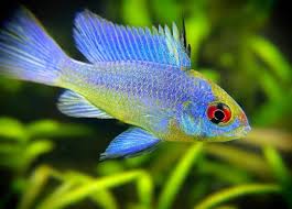 Freshwater Fish Community On Instagram Repost From Aquamom44 Last New Resident From Imperialtropicals In 2020 Cool Fish Freshwater Aquarium Fish Freshwater Fish