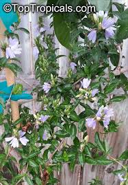 Image result for Sclerochiton