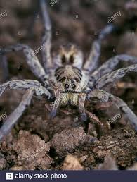 Determine if it is a poisonous spider such as the black widow or brown recluse. Mediterranean Tarantula Lycosa Tarantula This Big Spider Possesses Venom Which Is Important To The Spider As A Means To Kill Its Prey And Stock Photo Alamy