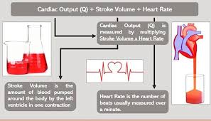 How Are Cardiac Output Stroke Volume And Heart Rate Connected Aqagcsepe Cardiac Heart Rate Gcse Pe