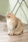 British shorthair cattery | United States | British ...