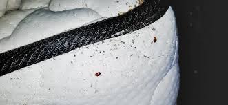 Maybe you would like to learn more about one of these? The Ways You May Be Misinformed About The Bed Bugs In Maryland