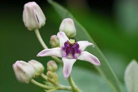 Bring your plants to the poison center to learn which are poisonous, and also learn their names and teach them to your kids. here's what you need to know about these common but poisonous plants that may be in or around your home 13 Common Flowers That Are Poisonous You Never Knew Poisonous Plants Flowers Planting Flowers